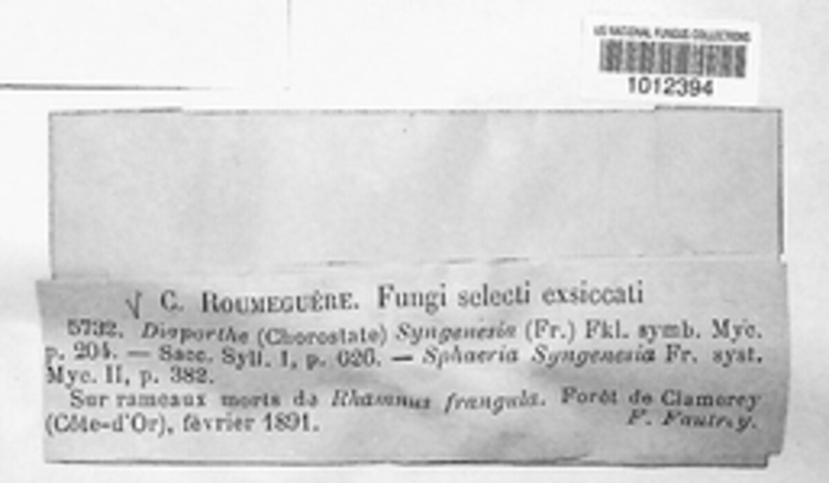 Diaporthe syngenesia image